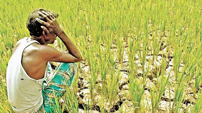 Many farmers had hoped that their crop loans from nationalised banks would be waived, but they are disappointed.