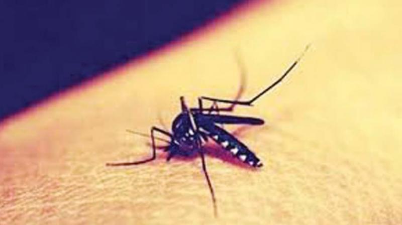 Kerala: Mosquitoes beyond limits
