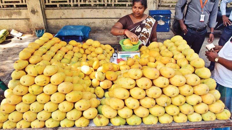 Chennai sees glut in mango arrivals