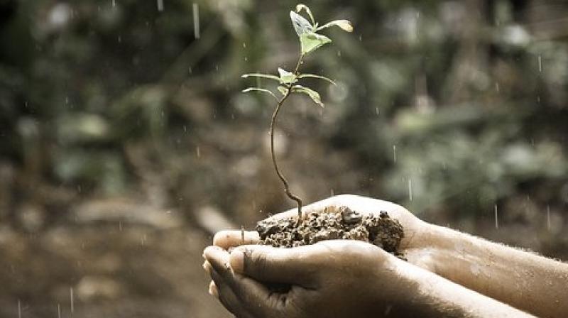 Sustainable soils can be generated from biomass