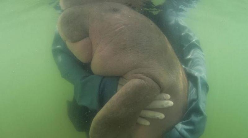 Beloved baby dugong â€˜Mariamâ€™ dies in Thailand with plastic in stomach