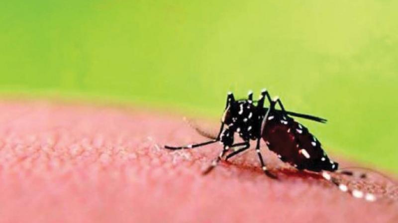 Bengaluru: Wet spell leads to rise in dengue cases