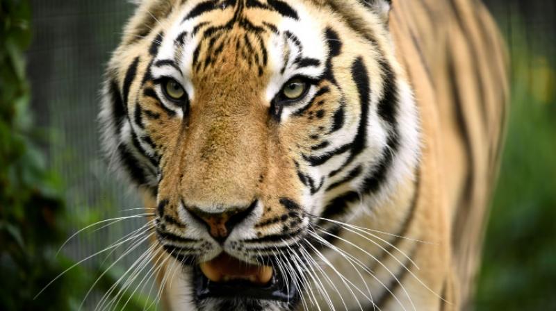 Malicious tiger trafficking endangers more than 2300 tigers