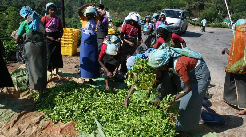 Agricultural labour detrimental to womenâ€™s health