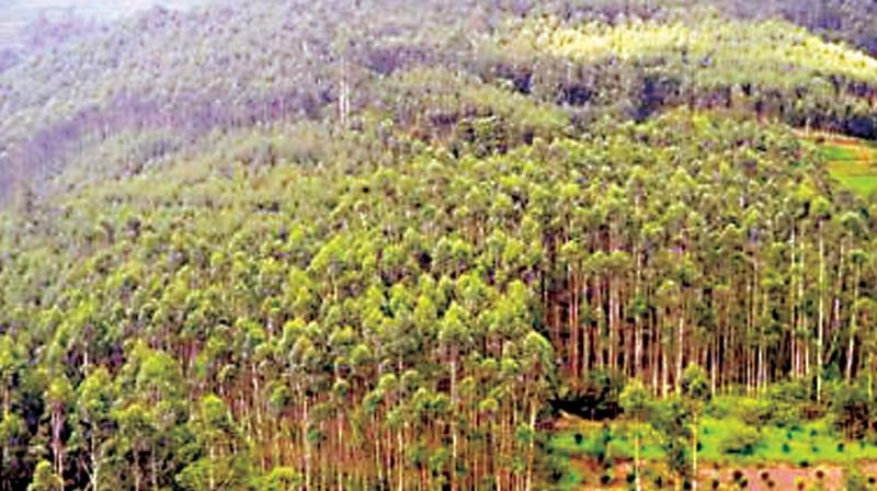 Karnataka Forest Sex Vodeos - Karnataka losing forest cover at alarming rate