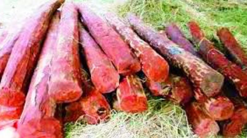Kadapa: Strict vigil helps curb smuggling of red sanders