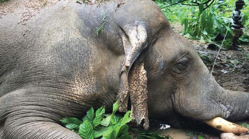 Stray elephants are getting electrocuted in outskirts