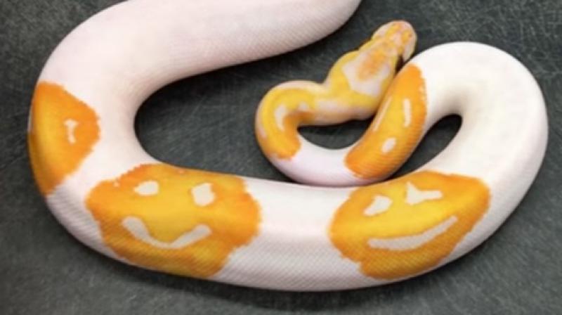 This particular snake is a Lavender Albino Piebald Ball Python and is the only snake in the world that has three smiley faces on it. (Credit: YouTube)