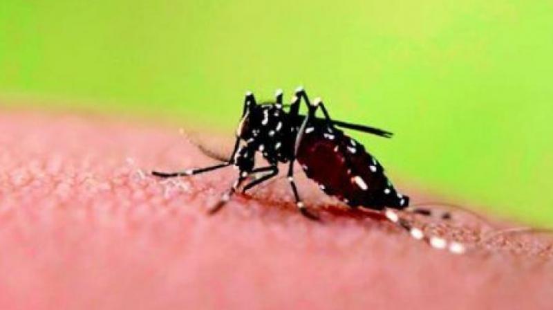 The number of vector borne diseases, including the cases of malaria, kalaazar, Japanese encephalitis, dengue, filaria and chikungunya rose to 9,750 from 4,845 in last one and a half month. (Representational image)
