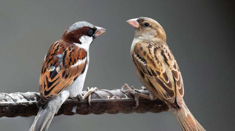 World House Sparrow Day: House sparrow number registers a drastic fall