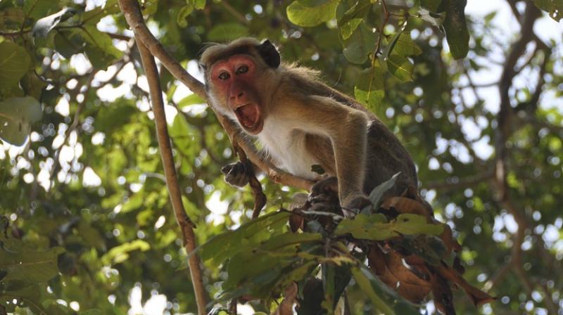 Angry monkey punches young girl in the face. (Photo: Pixabay)