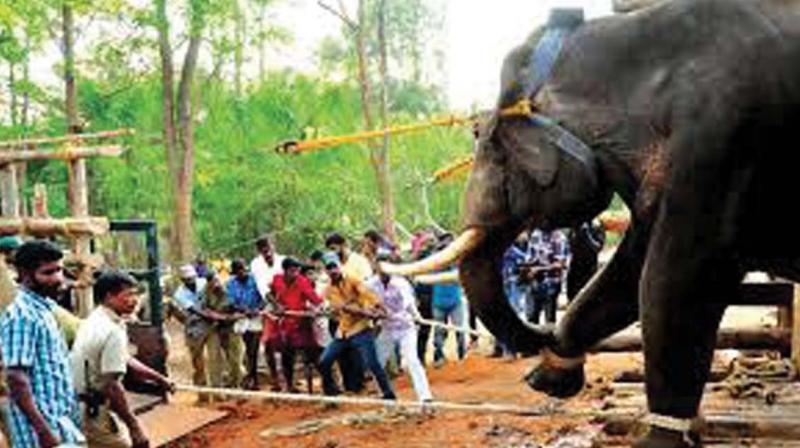 Wildlife policy is against us: Ryots