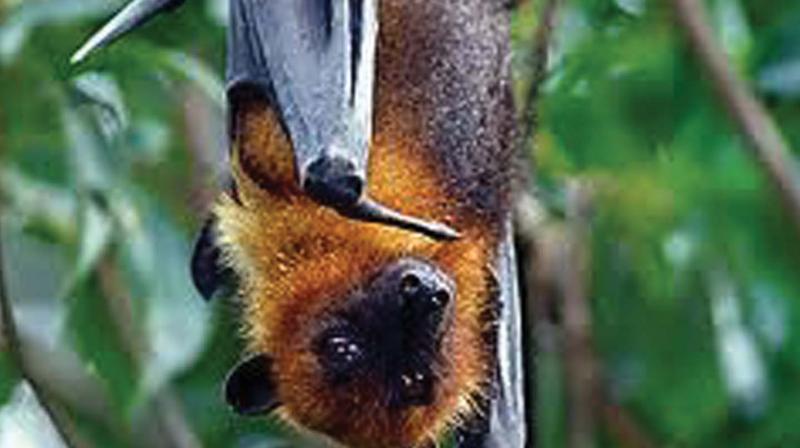 Pteropus genus fruit bat
