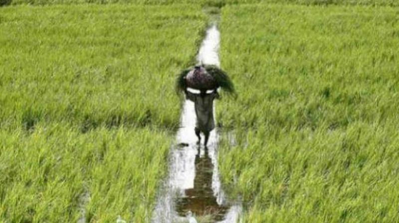 The district had deficit rainfall in the early part of the season but the rainfall increased later which encouraged farmers to cultivate in more areas. (Representational image)