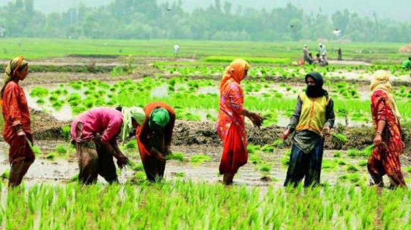Warangal: Frightened farmers purchase more urea