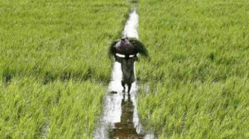 90 metric urea to be distributed by September 12