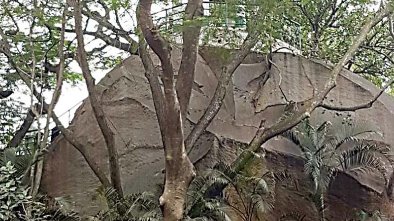 Going batty: Nipah scare empties Bugle Rock Park