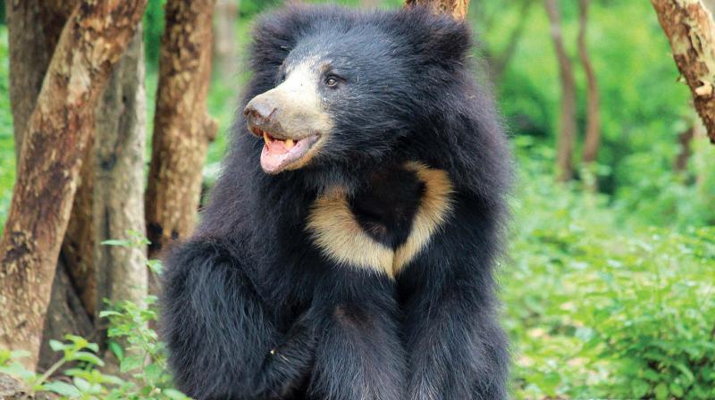 Bengaluru: Vanishing habitats endanger sloth bear