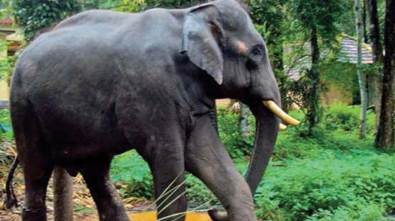 The elephant, Forest Department source said, had been made to lift timber consecutively for five days without enough food and rest.