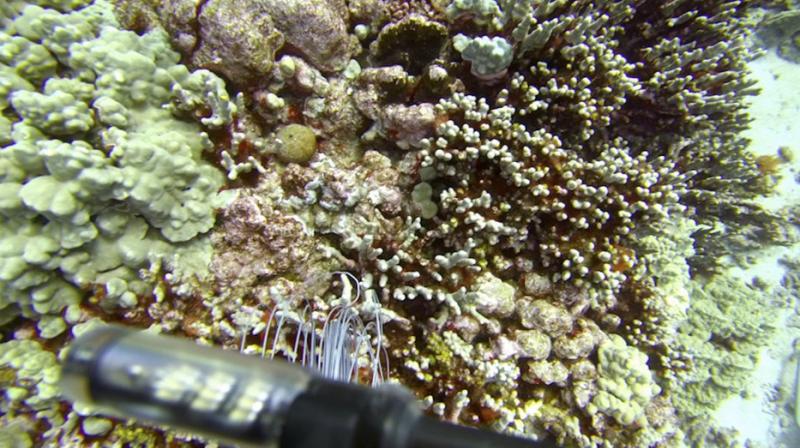 Heat wave from Pacific Ocean poses threat to Hawaiian corals