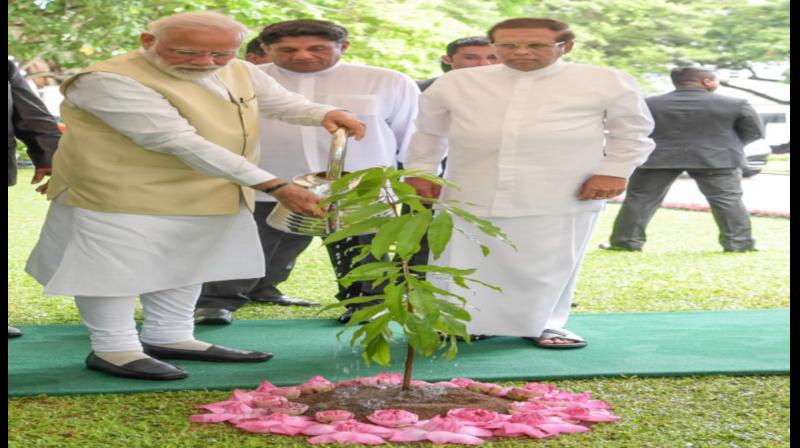 Deep roots, strong relationship: PM Modi plants tree at Sri Lanka president\s house