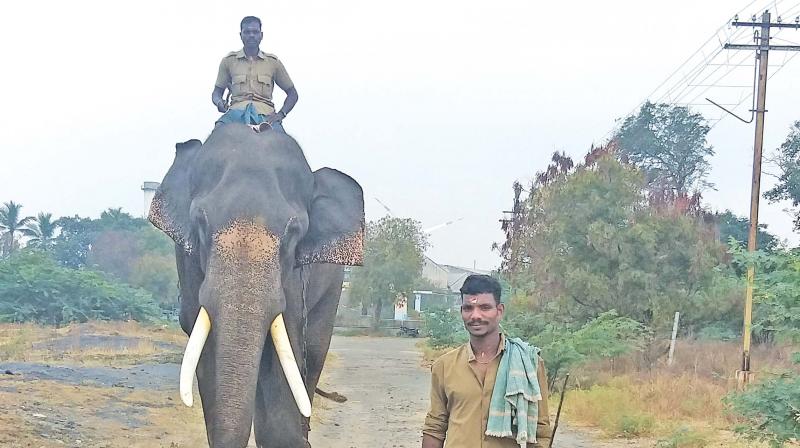 â€˜Kumkiâ€™ elephant Bharani to begin 2nd operation in Hosur