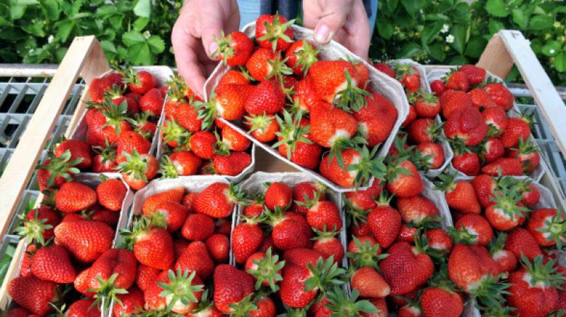 Strawberries remained at the top of the list with at least 20 pesticides (Photo: AFP)