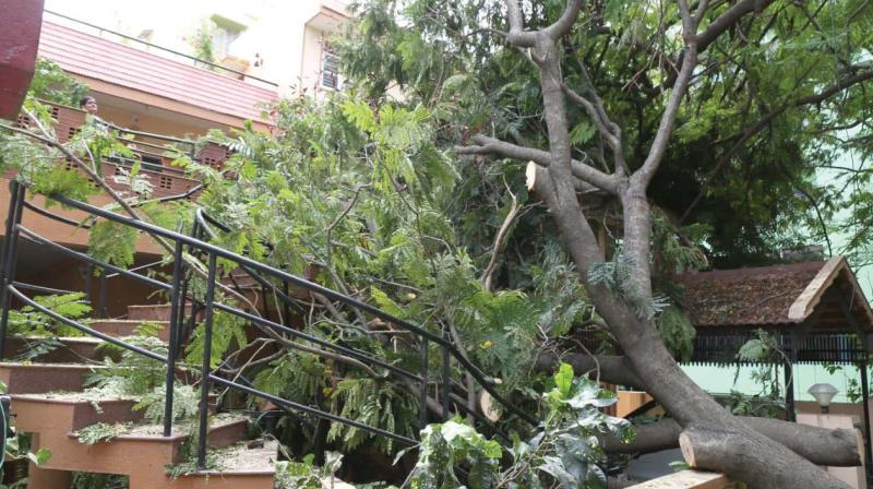 Crrash! 95 trees uprooted in South Bengaluru
