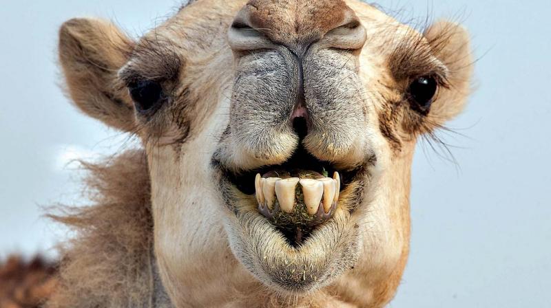 Weird and wild? Camel prescribed with antibiotics after woman bites its crotch
