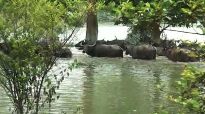 Assam: Flood affects Pobitora Wildlife Sanctuary, animals take refuge in highlands