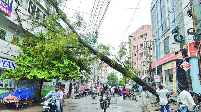 Rains loosen soil, uproot 20 trees in Hyderabad in 2 days