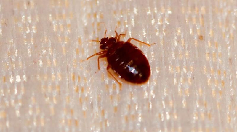 Comprehensive guide to identifying and eliminating bed bugs