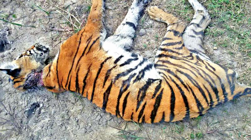 Carcass of the tiger cub which was found inside the woods in MTR. (Photo: DC)