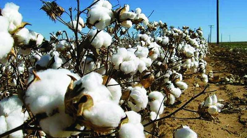 Spurious seeds used by farmers were not resistant to the pest and during the wet days in October and November the situation worsened, affecting the cotton crop over 10 lakh acres.