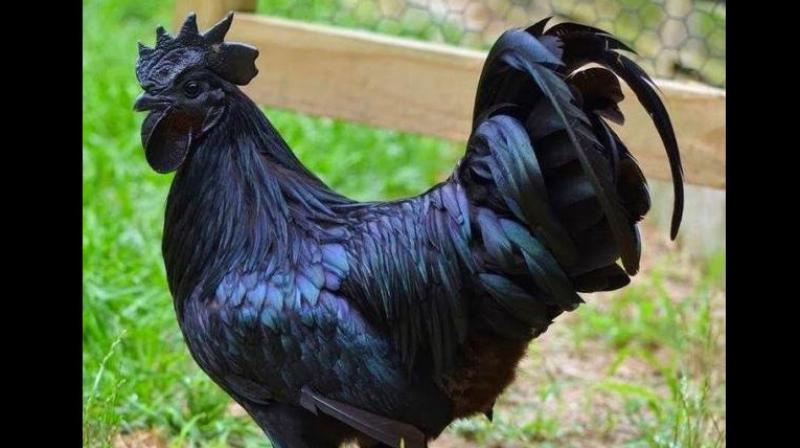 Kadaknath is known for its high iron content and much lower cholesterol than other breeds, and sells at a much higher price than other varieties, say experts. (Photo: Facebook | Kadaknath Chicken)