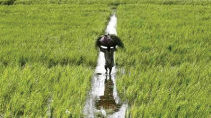 According to the district agricultural office,  paddy farming was held in 835 hectares out of 1,615 hectares  of  fallow land in various places in the district.