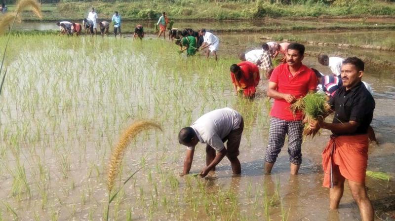 Police and the public jointly plant paddy saplings in Munderi panchayat 	- By arrangement