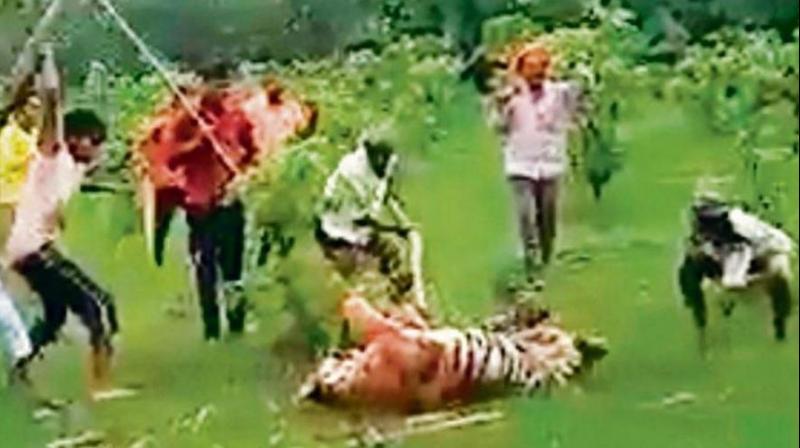 Broken ribs, fractures: Villagers beat tigress to death in UP\s Pilibhit Reserve