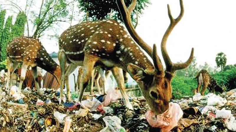 It all started with netizens posting Facebook comment screaming â€œDeer eating plastic and drinking sewer, then these posts were picked by mainstream media carrying reports on these deer.