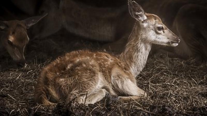Rare deer species that lives an additional half-century