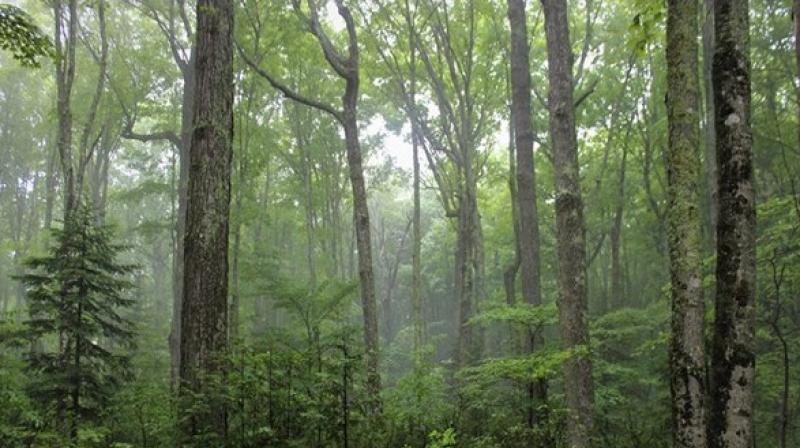 Forests with diverse tree species can be beneficial for ecosystem functioning