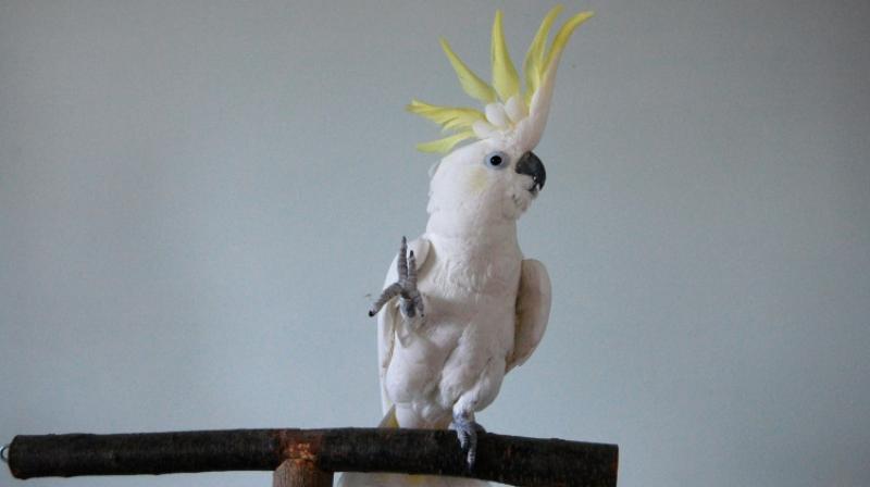 Cockatoos love to dance, just like humans