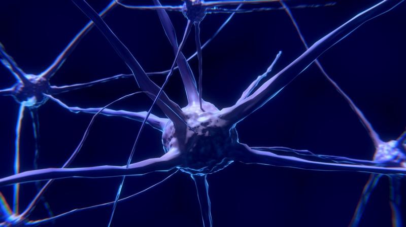Neurons could slow progression of epilepsy in newborns