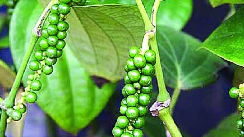 Pepper exports may dip this year