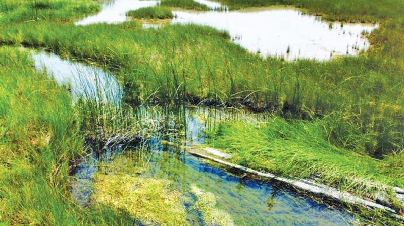 All encroachments on wetlands must be removed: Madras high court