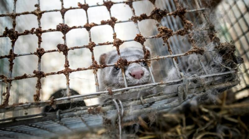 Norwayâ€™s fur farms to soon close