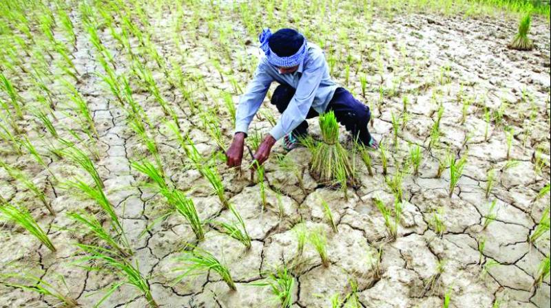 Deficit rainfall continues to haunt Telangana