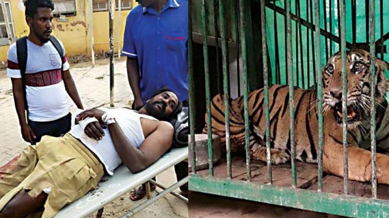The man-eater which was captured in Nagarahole  on Friday and  the forest watcher who was injured in a tiger attack at Gopalaswami Betta in Gundlupet Taluk on Friday