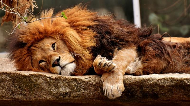 Compassionate cancer treatment for an ailing lion