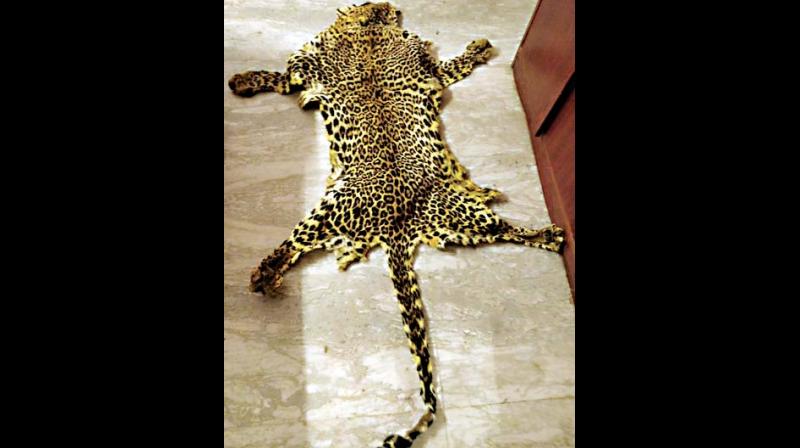 The recovered leopard skin that the trio tried to sell to a swami (Photo: DC)